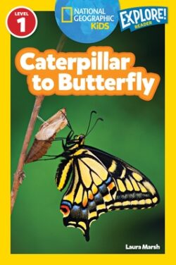 Caterpillar to Butterfly