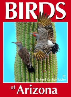 Birds of Arizona