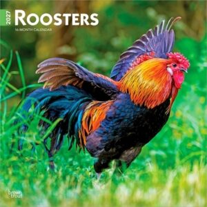 Roosters 2027 12 X 24 Inch (Hanging) Monthly Square Wall Calendar Plastic-Free