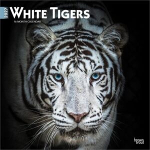 White Tigers 2027 12 X 24 Inch (Hanging) Monthly Square Wall Calendar Plastic-Free