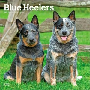 Blue Heelers 2027 12 X 24 Inch (Hanging) Monthly Square Wall Calendar Plastic-Free