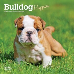 Bulldog Puppies 2027 7 X 14 Inch (Hanging) Monthly Mini Wall Calendar